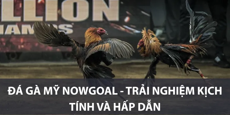 Đá gà Mỹ Nowgoal - Trải nghiệm kịch tính và hấp dẫn